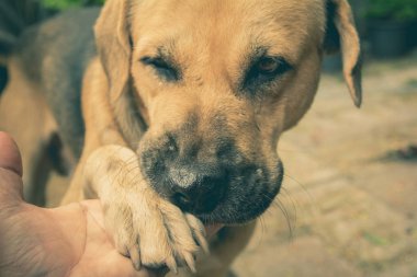 titreyen el ile insan arasında insan, dostluk köpekler ve köpekler. Köpek pençe ve insan el sallayarak.