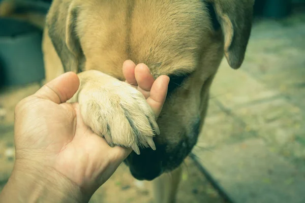 titreyen el ile insan arasında insan, dostluk köpekler ve köpekler. Köpek pençe ve insan el sallayarak.