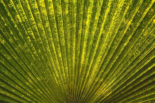 緑の葉のマクロ、緑の新鮮な植物のクローズ アップの背景 — ストック写真