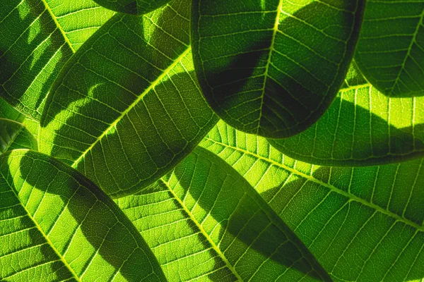 Macro de hoja verde, plantas frescas verdes de cerca para el fondo — Foto de Stock