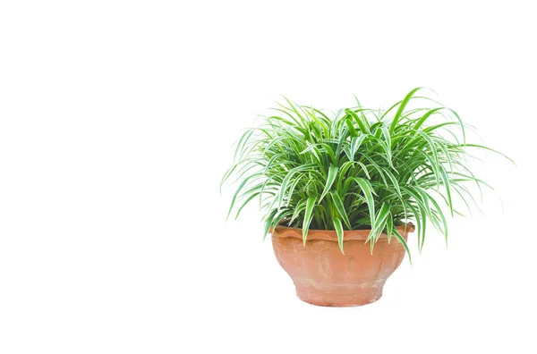 Groene potplant, bomen in de pot geïsoleerd op witte achtergrond. — Stockfoto