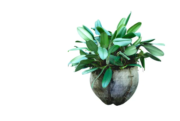 Green potted plant, trees in the coconut shell isolated on white background. — Stock Photo, Image