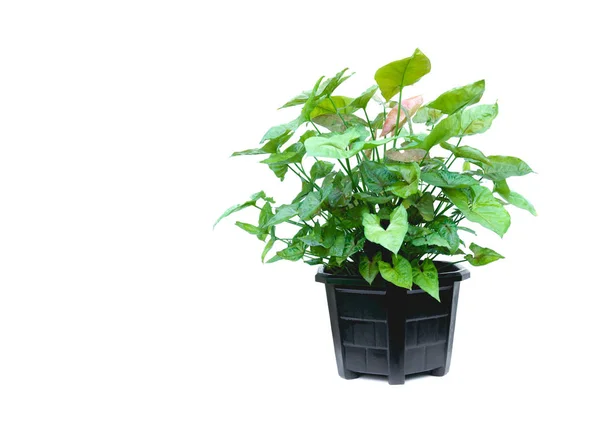 Green potted plant, trees in the pot isolated on white background. — Stock Photo, Image