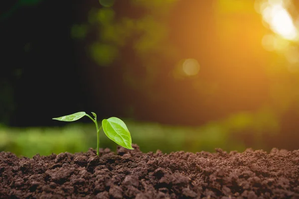 Zaailingen en planten groeien in de bodem op de natuur achtergrond — Stockfoto