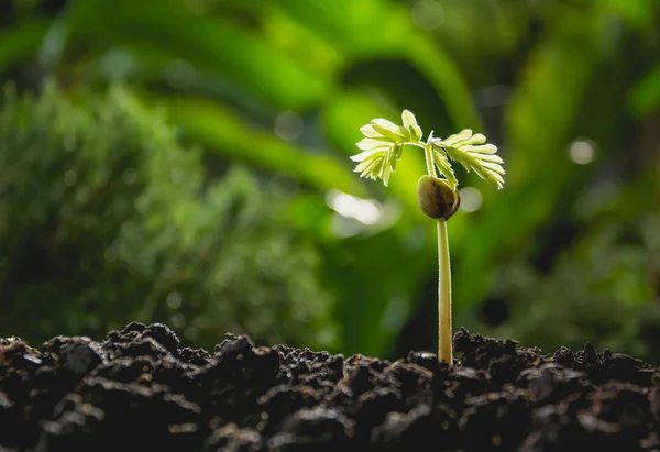 Plántulas y plantas que crecen en el suelo en el fondo natural — Foto de Stock