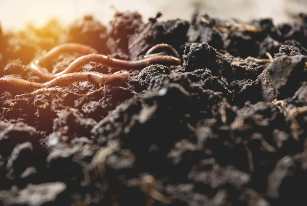 Boomwortels met vuile bodem. Groeiende plant met wortel met zonnige ray. — Stockfoto