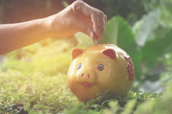 Hand drop the coin into piggy bank for saving money and success, tax season