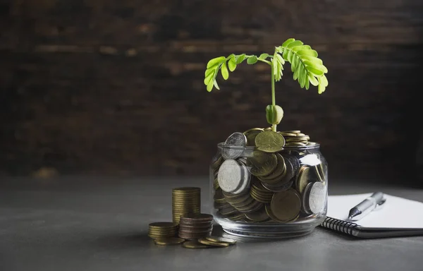 Planta verde joven con moneda de pila en el suelo para el crecimiento del concepto financiero de negocios. — Foto de Stock