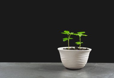 yeşil saksı bitkisi, saksıdaki ağaçlar masa ve arka plan.
