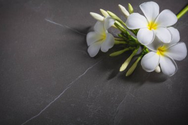 Tatlı çiçek masada. Beyaz çiçek kopya alanı ile koyu arka plan üzerinde.