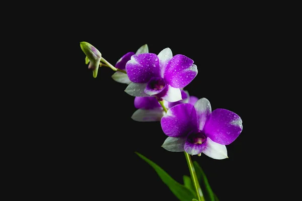 Violet flowers, purple flowers isolated on dark background — Stock Photo, Image