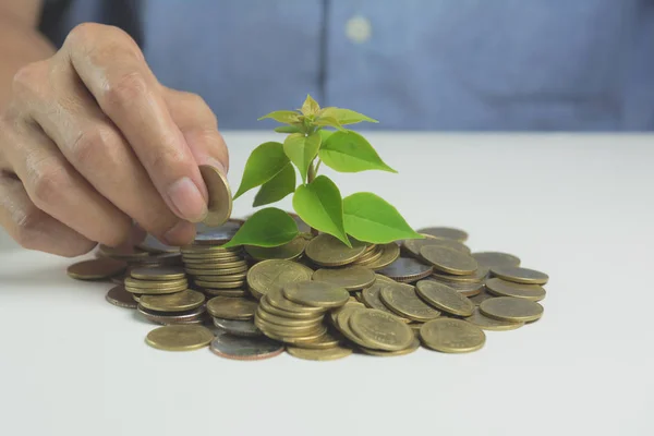 Concepto de árbol del dinero que crece del dinero. Concepto financiero y de ahorro. — Foto de Stock