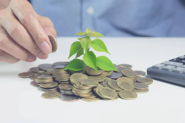Concept of money tree growing from money. Financial and saving concept.