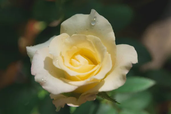 Macro of Sweet flower. Close up white flowers on nature background.