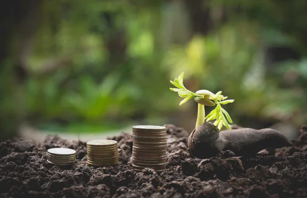 Jovem planta verde com pilha de moeda no chão para o crescimento do conceito financeiro de negócios. — Fotografia de Stock
