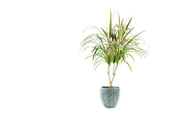 Green potted plant, trees in the pot isolated on white background. — Stock Photo, Image