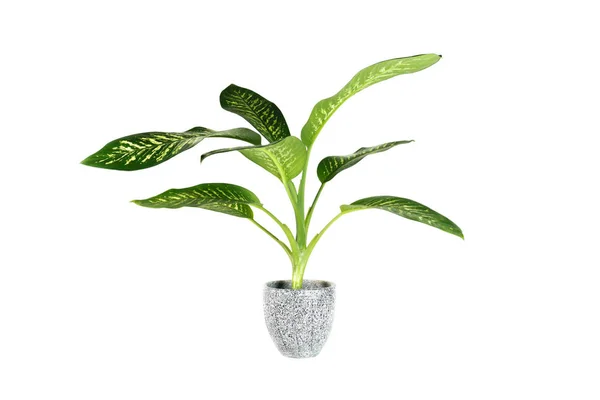 Green potted plant, trees in the pot isolated on white background. — Stock Photo, Image