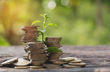 Parayla büyüyen para ağacı kavramı. Finansal ve tasarruf kavramı.