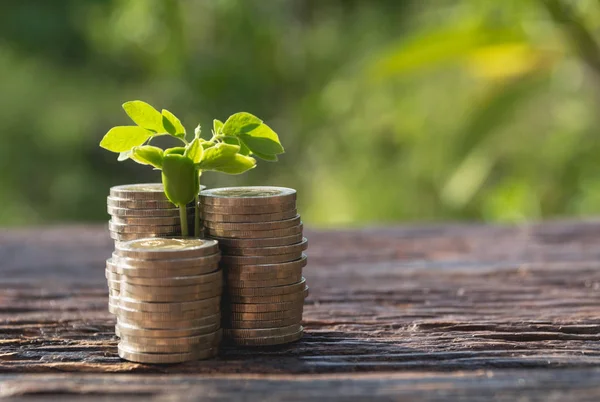 Parayla büyüyen para ağacı kavramı. Finansal ve tasarruf kavramı.