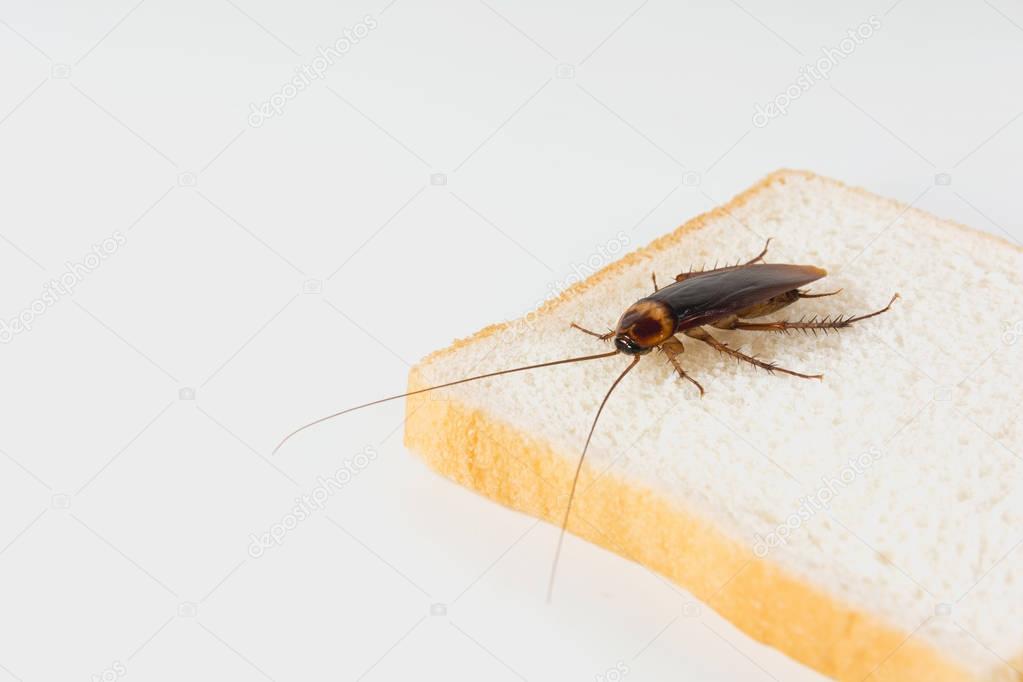 Cockroach on bread isolated on white background. Contagion the disease, Plague concept.