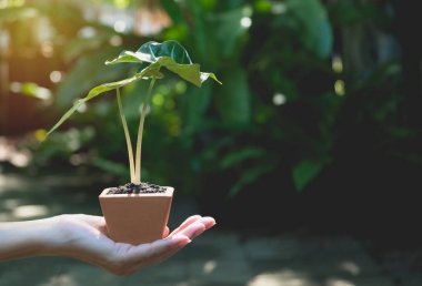 Yeşil, küçük, bitkisel yaşam kavramını tutan insan elleri. Ekoloji kavramı..