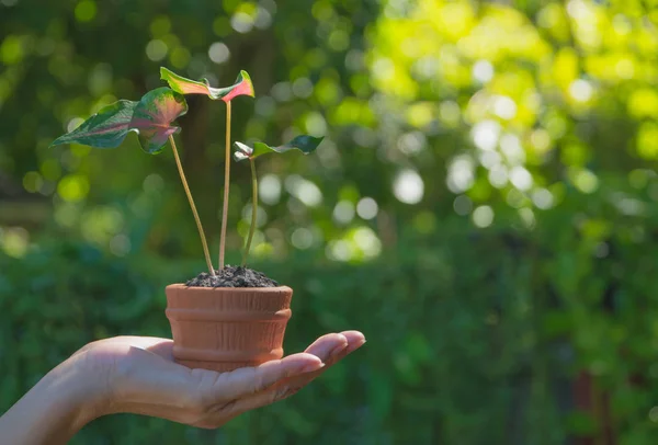 Mãos humanas segurando verde conceito de vida vegetal pequena.Conceito de ecologia. — Fotografia de Stock