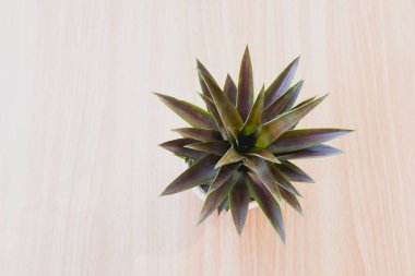 Üstten görünüm yeşil bitkiler, ağaçlar ahşap masa arka plan üzerinde tencerede saksı..