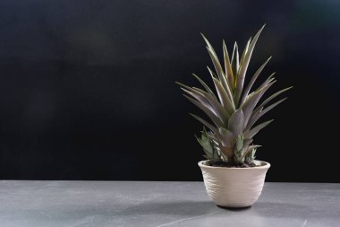 yeşil saksı bitkisi, saksıdaki ağaçlar masa ve arka plan.