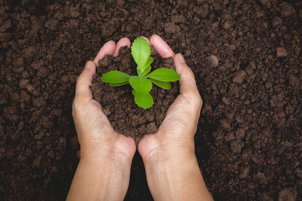 Человеческие руки, держащие в руках зеленую концепцию жизни малых растений..