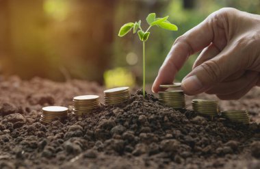El ve yığın sikke üzerinde büyüyen iş finansal kavramı için zemin ile genç yeşil bitki.