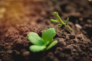 Mantis veya yeşil genç bitki toprak ile peygamber devesi.