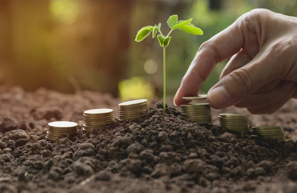 Main et jeune plante verte avec pile de pièces sur le terrain pour un concept financier commercial croissant . — Photo