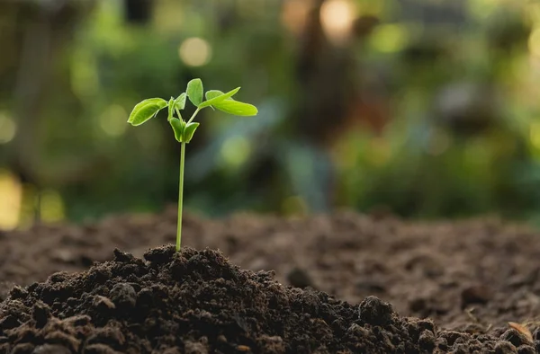 Grønn, ung plante som vokser i jord med naturbakgrunn – stockfoto