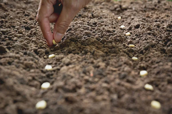 Conceito de plântula à mão humana, Sementes humanas no solo com planta . — Fotografia de Stock