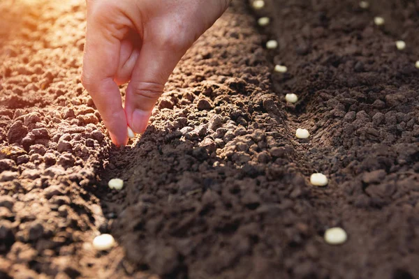 Concepto de plántulas por mano humana, Semilla de siembra humana en el suelo . —  Fotos de Stock