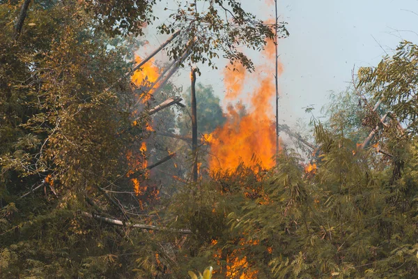 Wildfire burning tree in red and orange color at the day. Forest Fire.