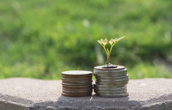 Concept of money tree growing from money. Financial, accounting and saving concept.