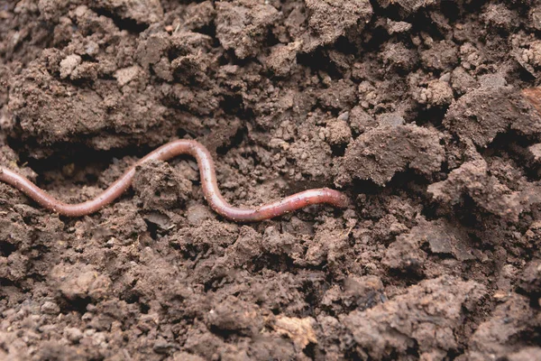 Земляной червь на земле. Земляной червь и более здоровая почва, пригодная для посадки — стоковое фото