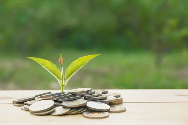 Concept de l'arbre de l'argent croissant à partir de l'argent. Finances, comptabilité — Photo