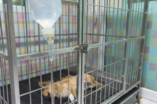 Perro durmiendo para la recuperación en la jaula después de la cirugía . — Foto de Stock