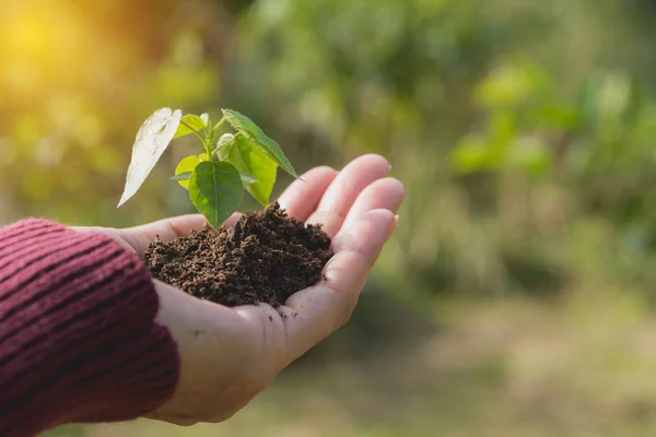 Mãos humanas segurando verde conceito de vida pequena planta. Conceito de ecologia . — Fotografia de Stock