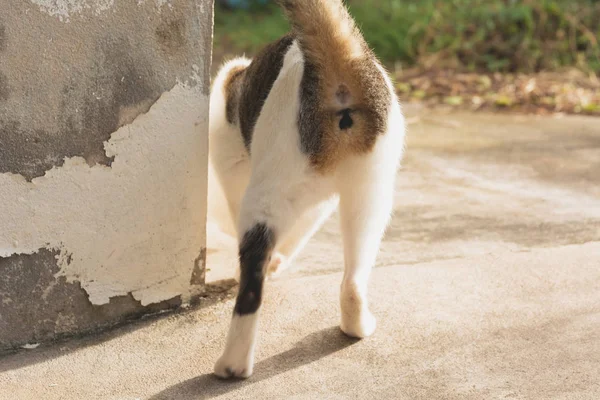 Portréja egy macska séta a helyszínen, Thaiföld. — Stock Fotó