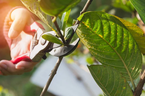 Jardinier élagage des arbres avec cisailles à élagage sur fond de nature. — Photo