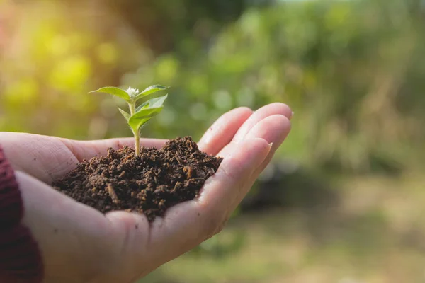 Menschenhände, die grüne kleine Pflanzen halten. ökologisches Konzept. — Stockfoto