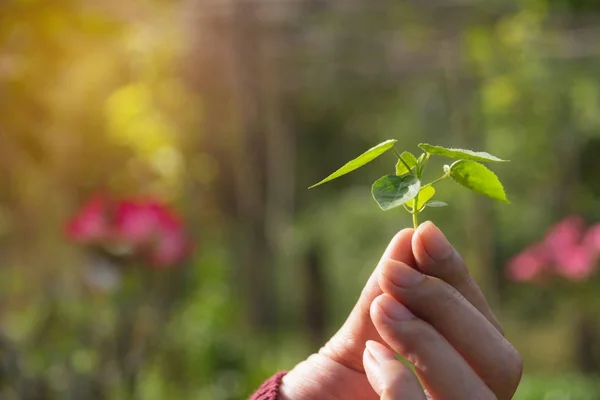 Les mains humaines tenant vert concept de petite vie végétale. Concept d'écologie . — Photo