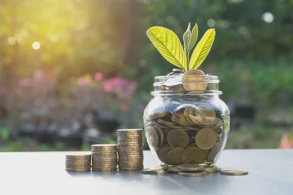 Concept d'économie d'argent avec pièce de monnaie dans le bocal et plante verte pour les entreprises en croissance, concept financier et comptable . — Photo