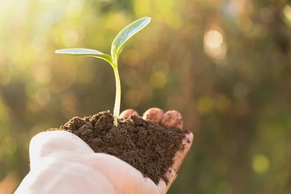 Mãos humanas segurando verde conceito de vida vegetal pequena.Conceito de ecologia. — Fotografia de Stock