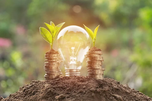 Energy saving light bulb and tree growing on stacks of coins on nature background. Saving, accounting and financial concept.