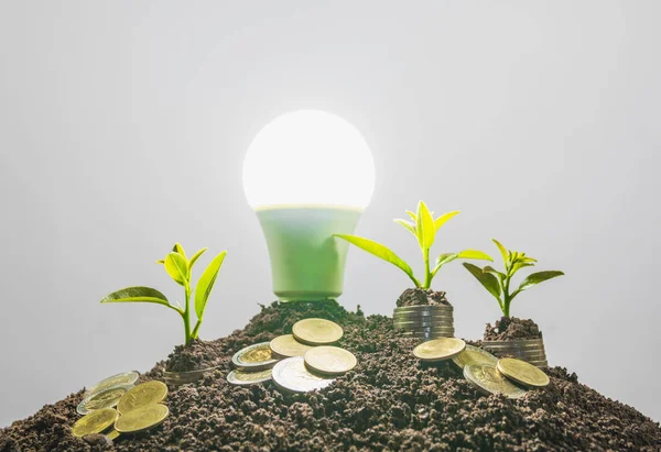 Energy saving light bulb and tree growing on stacks of coins on white background. Saving, accounting and financial concept.