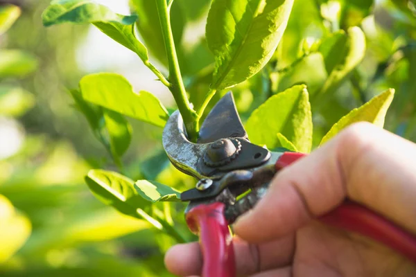 Jardinier élagage des arbres avec cisailles à élagage sur fond de nature. — Photo